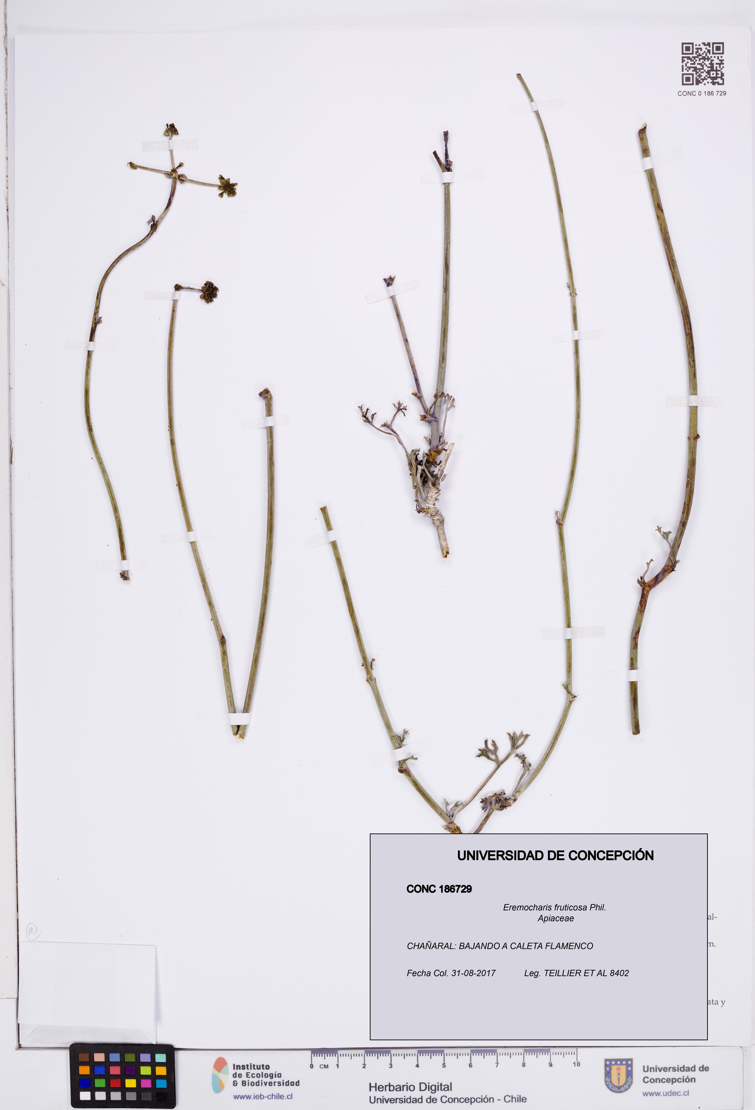 Eremocharis fruticosa [Espécimen: ]