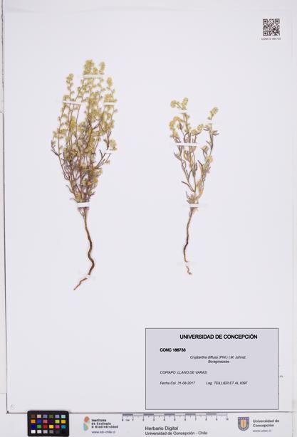 Cryptantha diffusa [Espécimen: ]