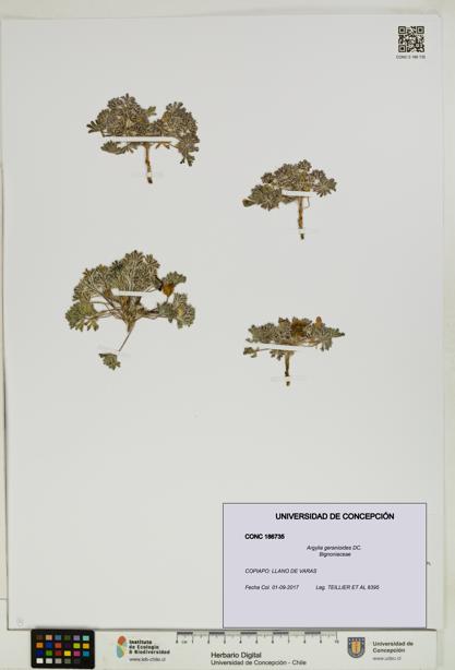 Argylia geranioides [Espécimen: UDEC:CONC:0186735]