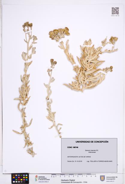 Senecio haenkei [Espécimen: ]