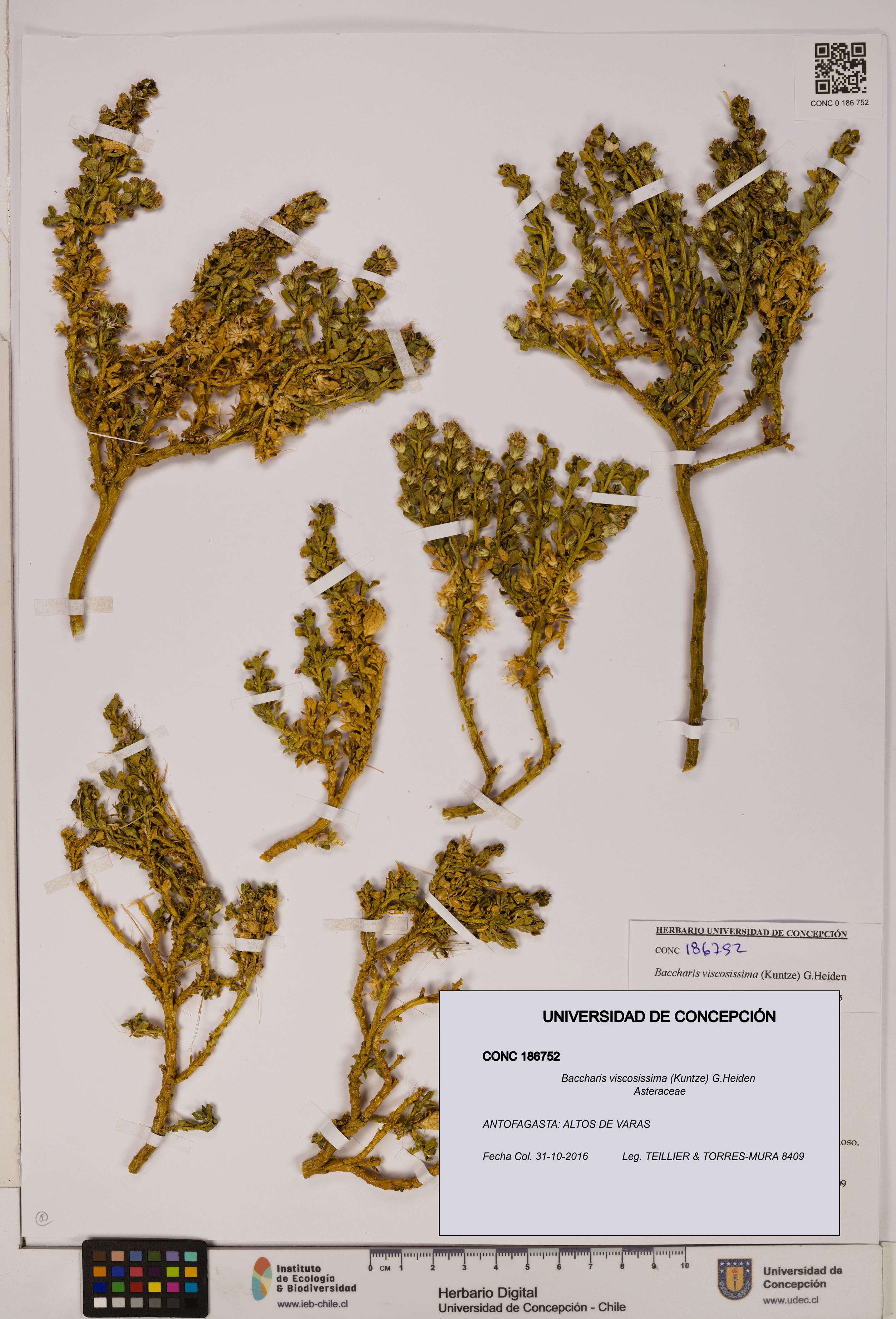 Baccharis tola [Espécimen: UDEC:CONC:0186752]