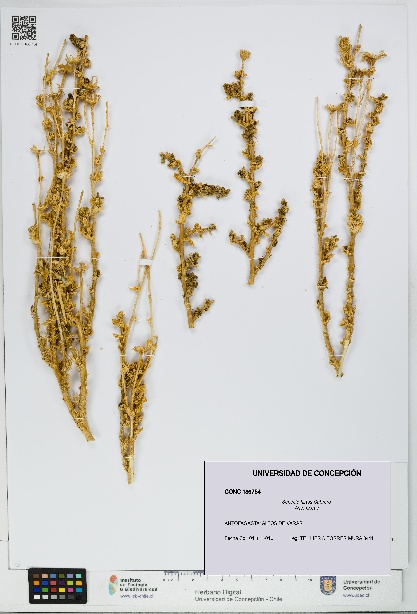 Senecio hirtus [Espécimen: UDEC:CONC:0186754]