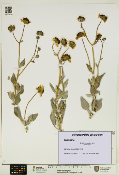 Encelia canescens [Espécimen: UDEC:CONC:0186758]