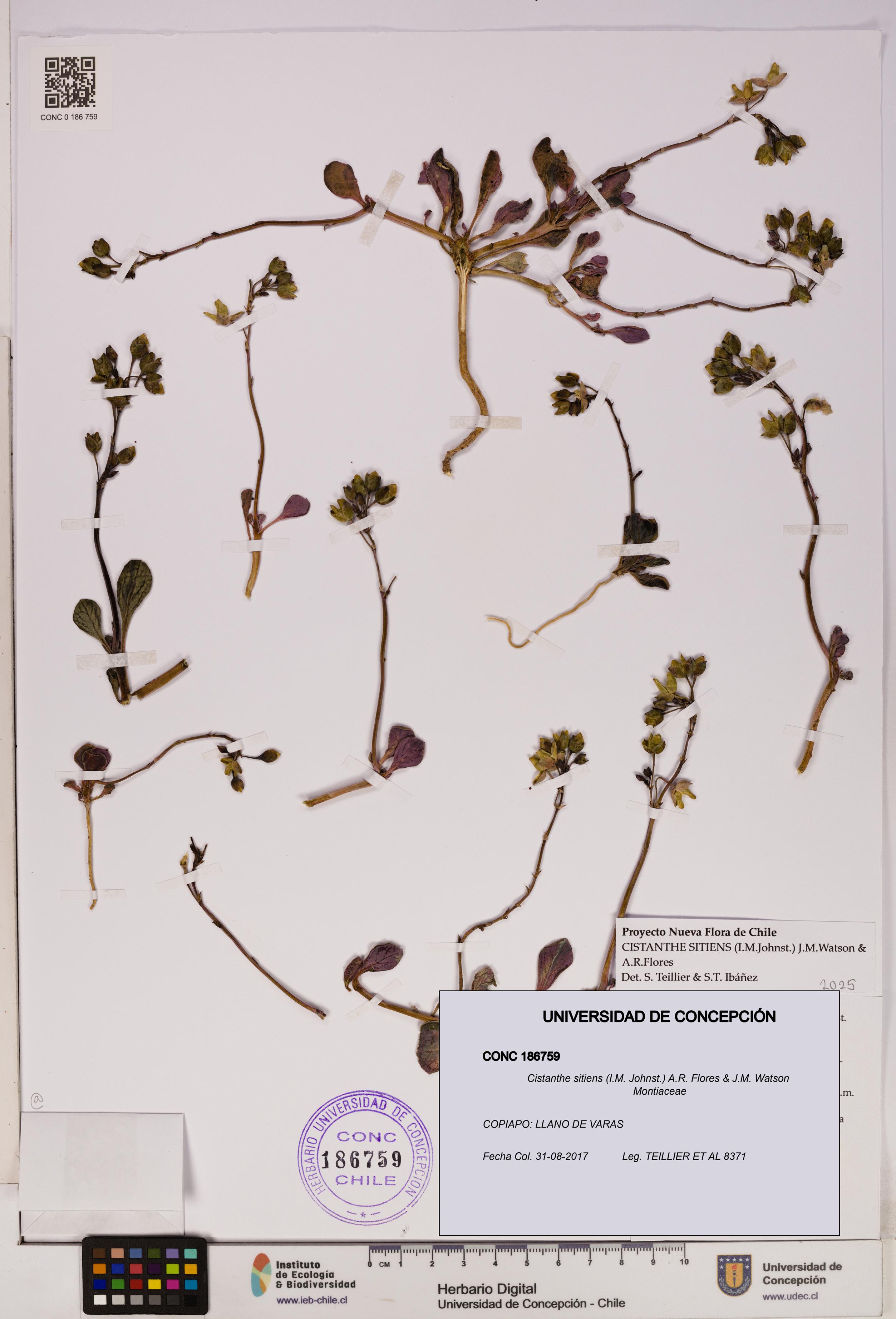 Cistanthe sitiens [Espécimen: UDEC:CONC:0186759]