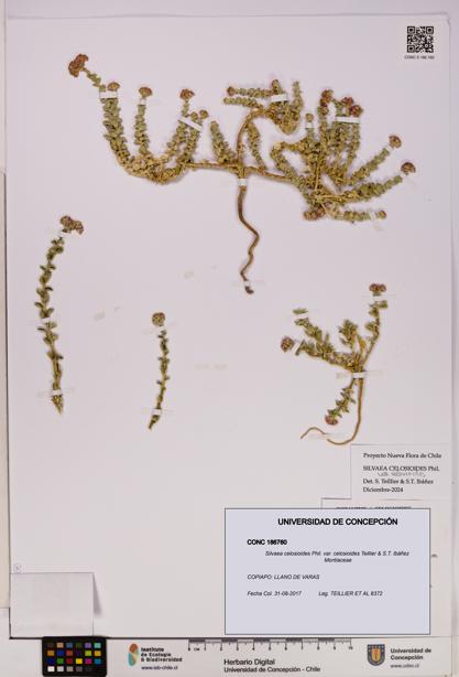 Silvaea celosioides var. celosioides [Espécimen: UDEC:CONC:0186760]