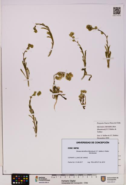 Silvaea densiflora [Espécimen: UDEC:CONC:0186762]