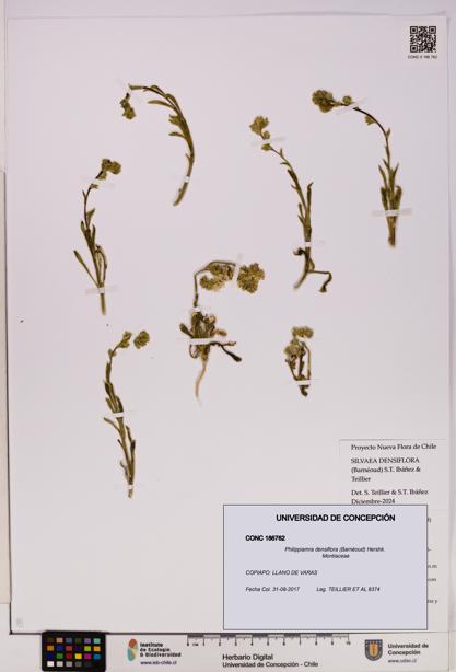 Philippiamra densiflora [Espécimen: ]