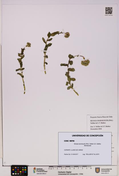 Silvaea barneoudii [Espécimen: UDEC:CONC:0186763]