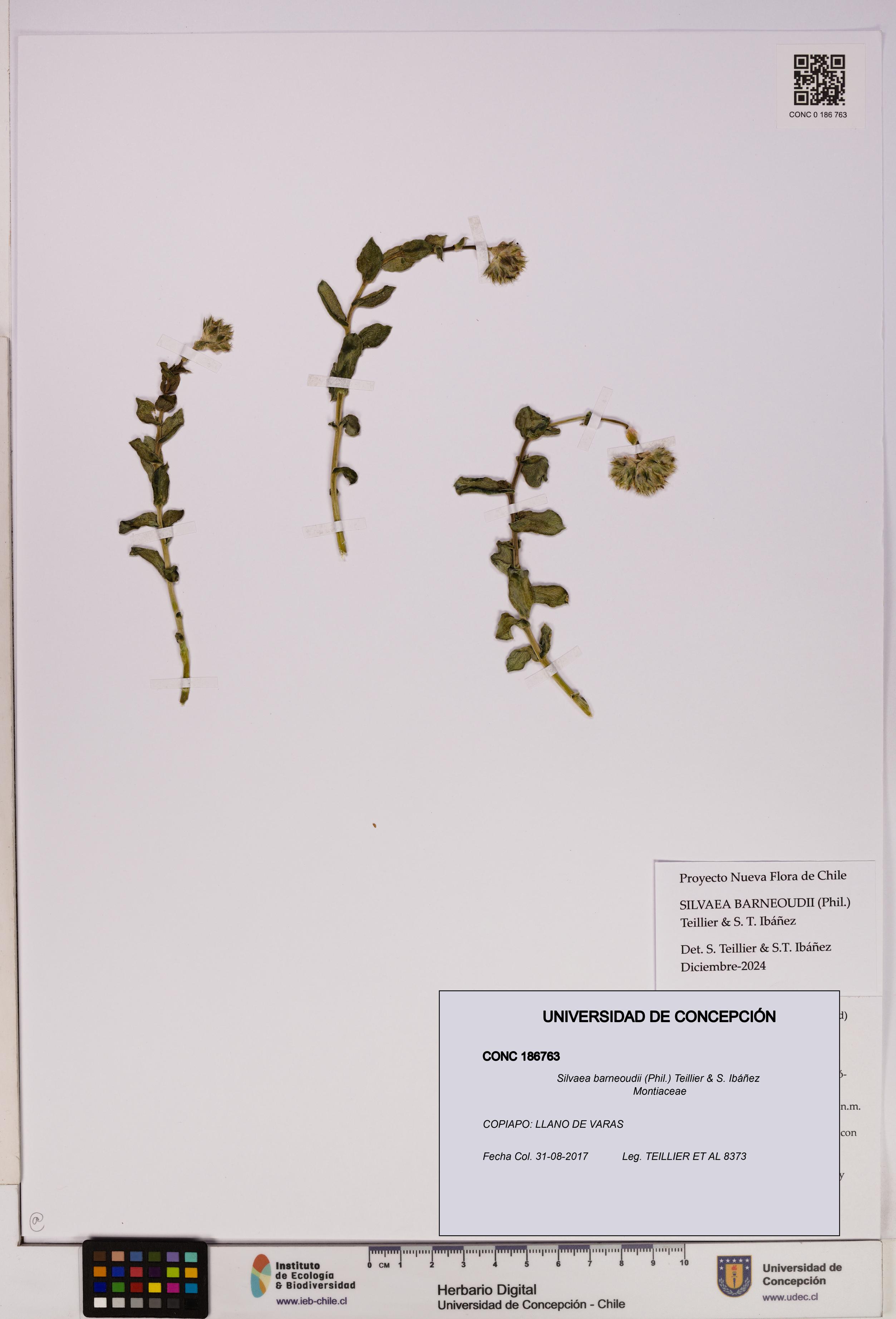 Silvaea barneoudii [Espécimen: UDEC:CONC:0186763]