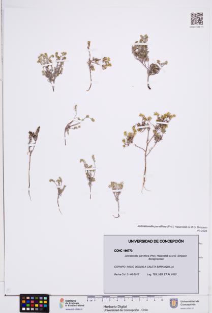 Johnstonella parviflora [Espécimen: ]