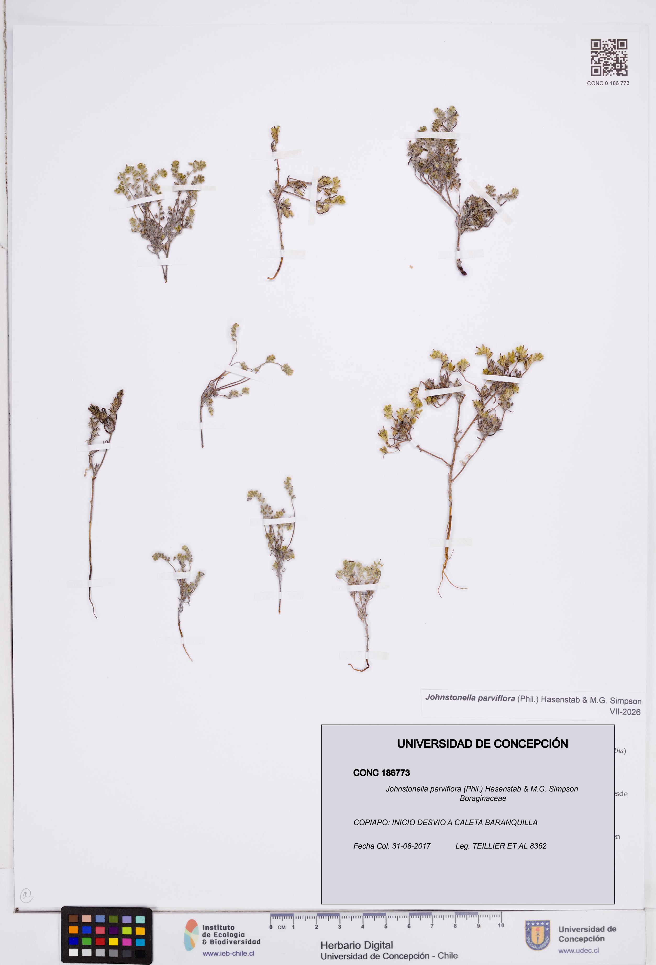 Johnstonella parviflora [Espécimen: ]