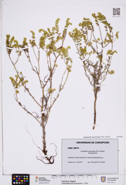 Cryptantha macrocalyx [Espécimen: ]