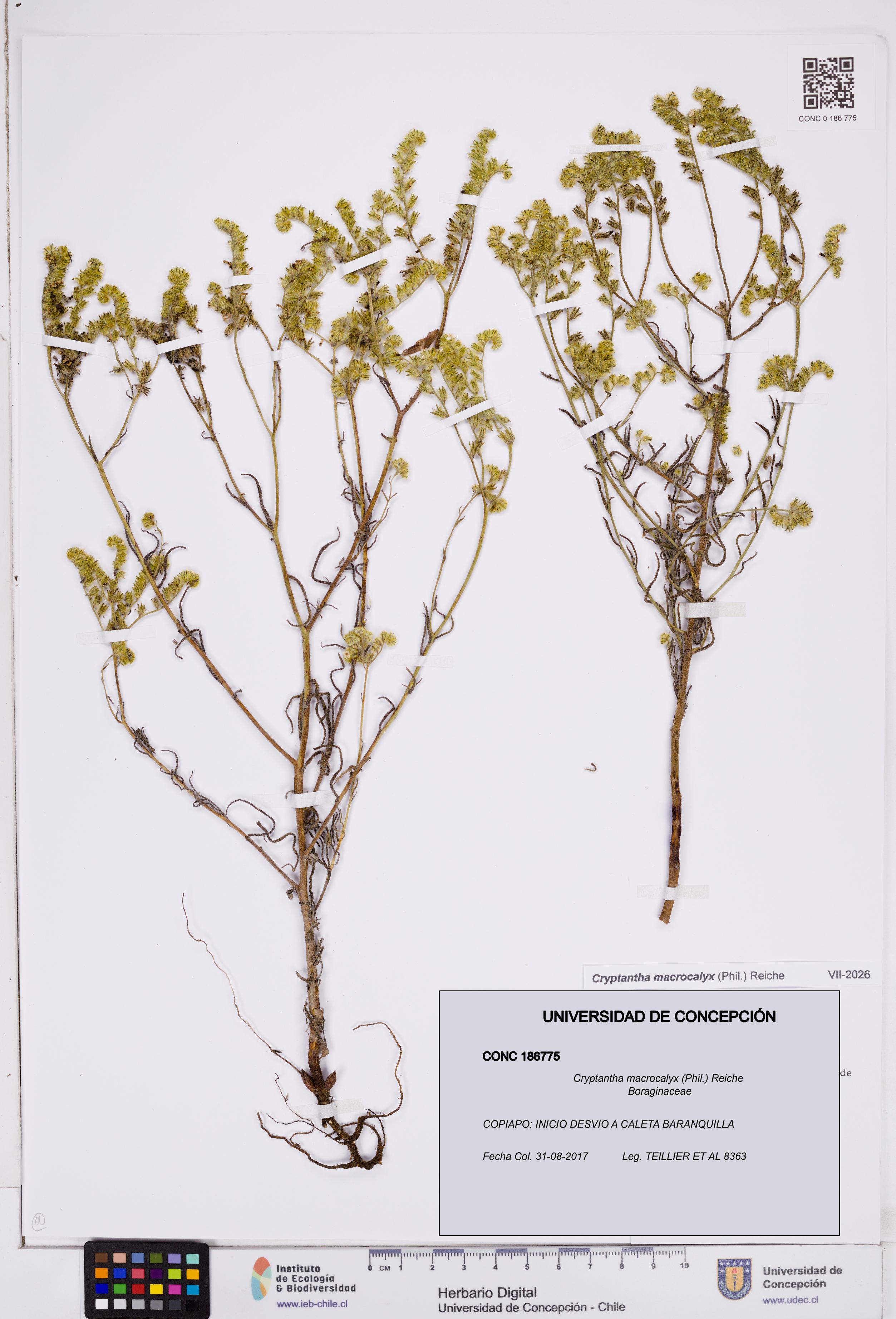 Cryptantha macrocalyx [Espécimen: ]