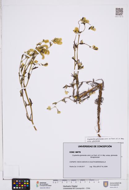 Cryptantha glomerata subsp. glomerata [Espécimen: ]