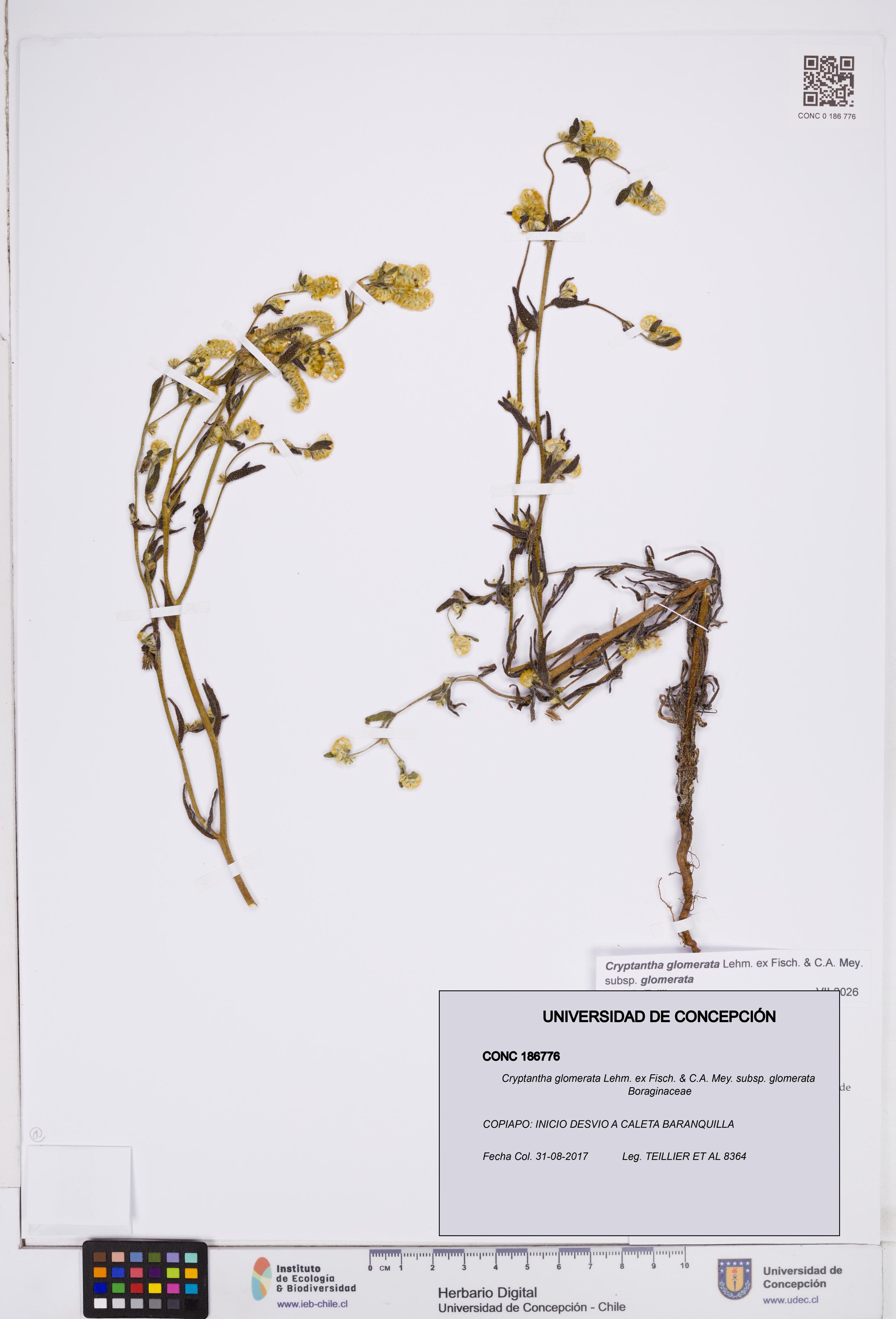 Cryptantha glomerata subsp. glomerata [Espécimen: ]