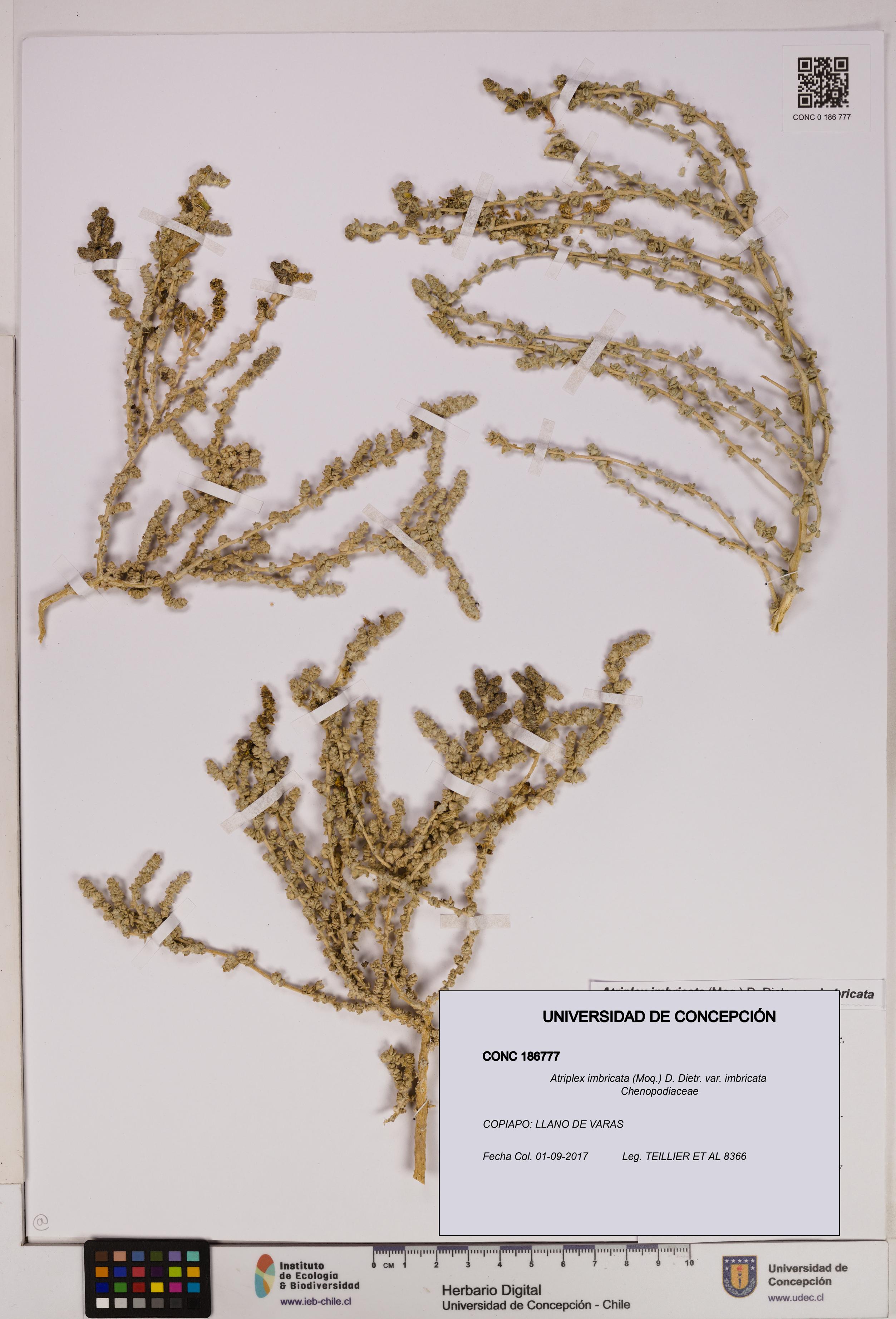 Atriplex imbricata [Espécimen: UDEC:CONC:0186777]