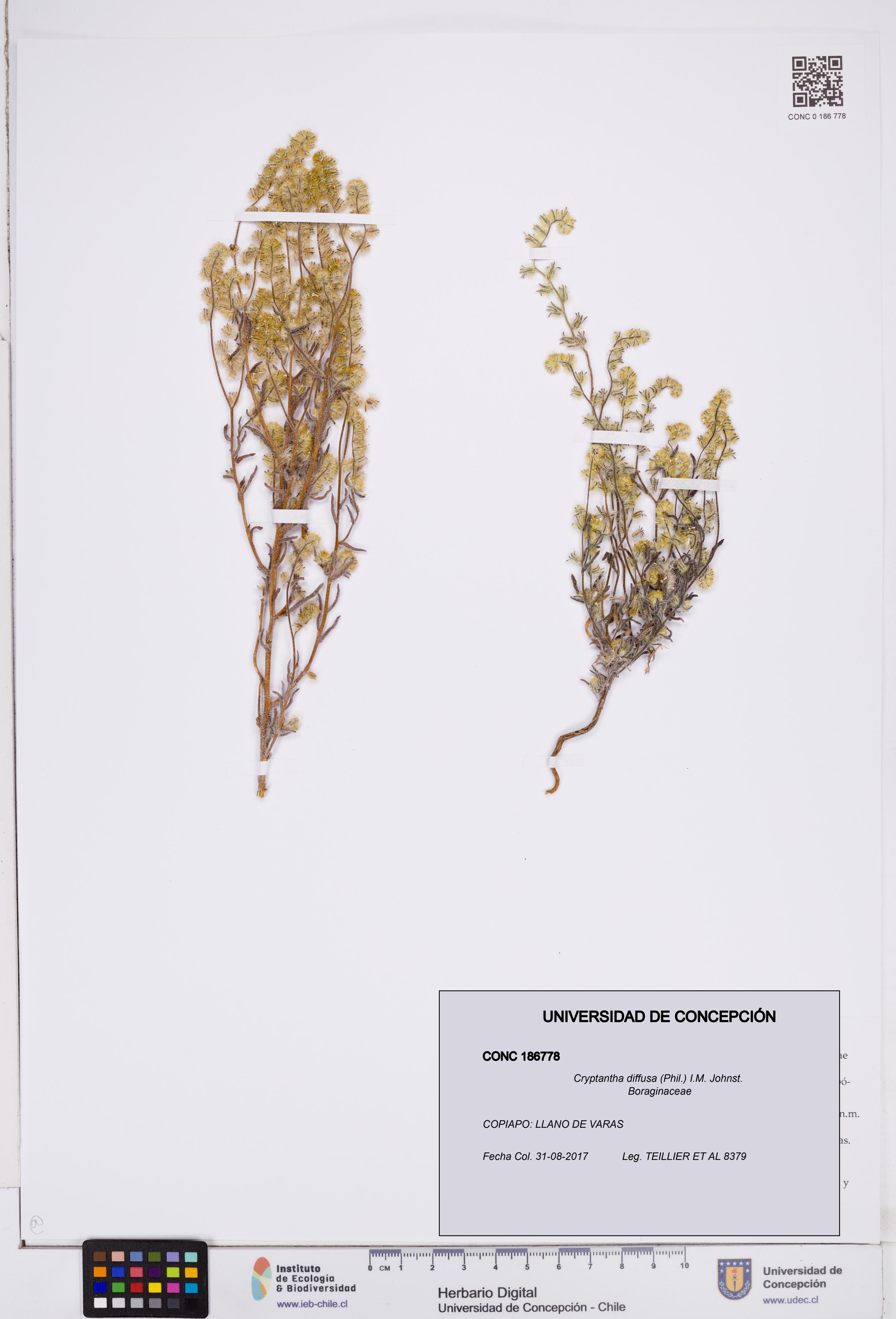 Cryptantha diffusa [Espécimen: ]