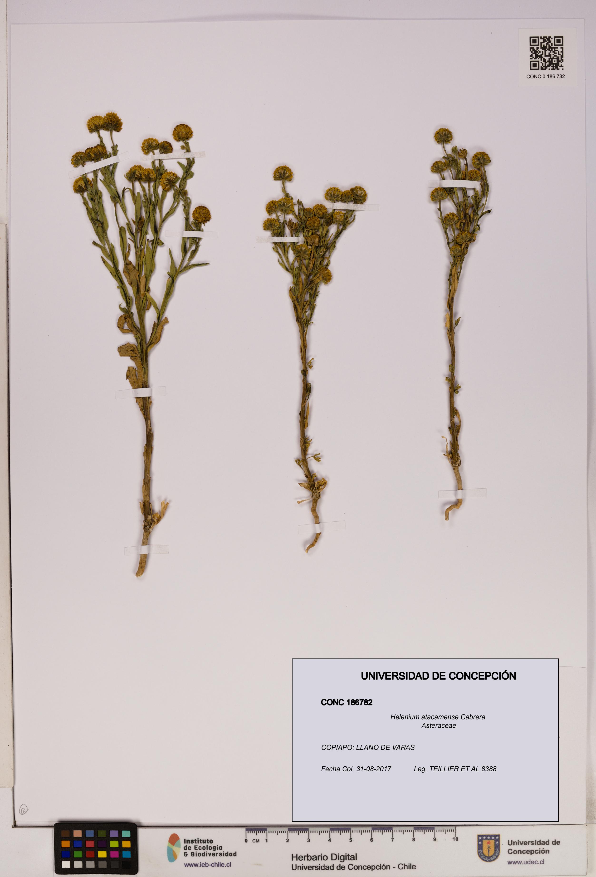 Helenium atacamense [Espécimen: UDEC:CONC:0186782]