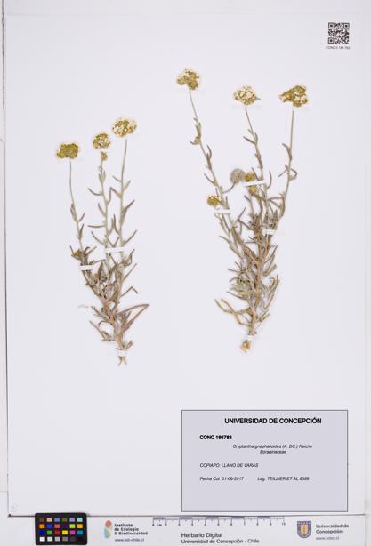 Cryptantha gnaphalioides [Espécimen: ]