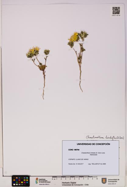 Chaetanthera limbata [Espécimen: UDEC:CONC:0186784]