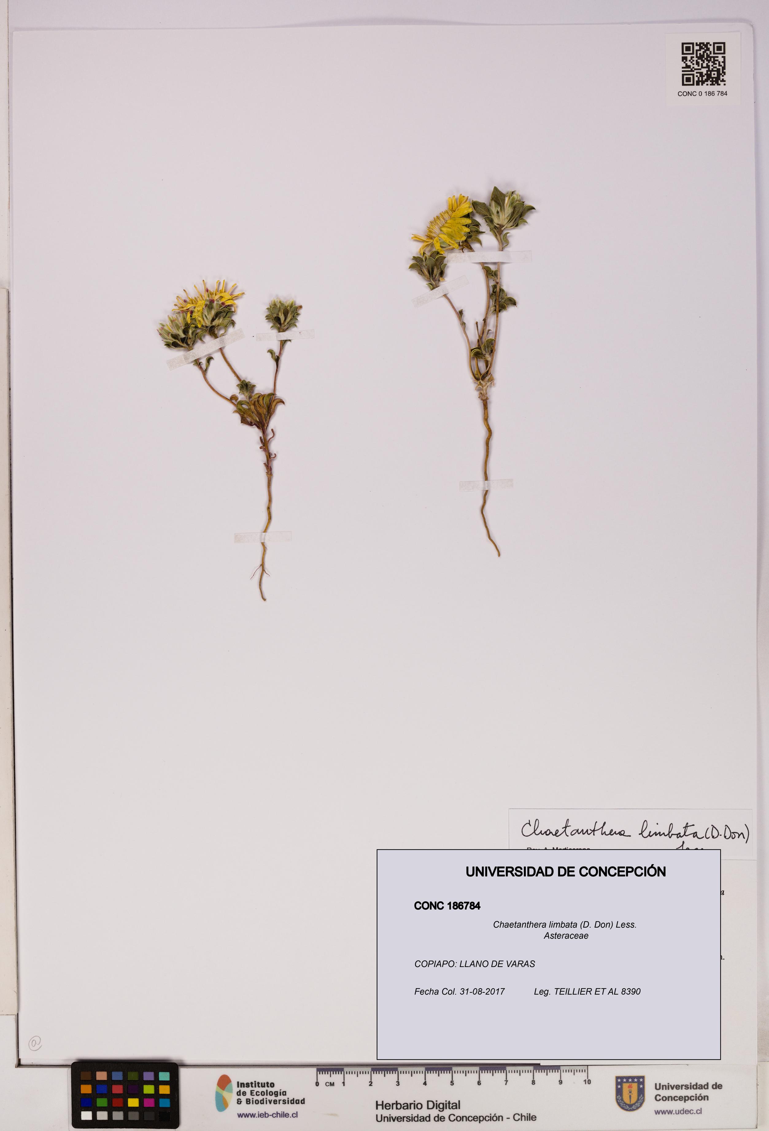 Chaetanthera limbata [Espécimen: UDEC:CONC:0186784]