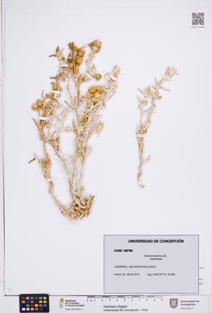 Senecio haenkei [Espécimen: ]