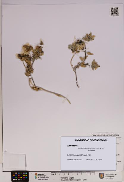 Cruckshanksia hymenodon [Espécimen: UDEC:CONC:0186787]