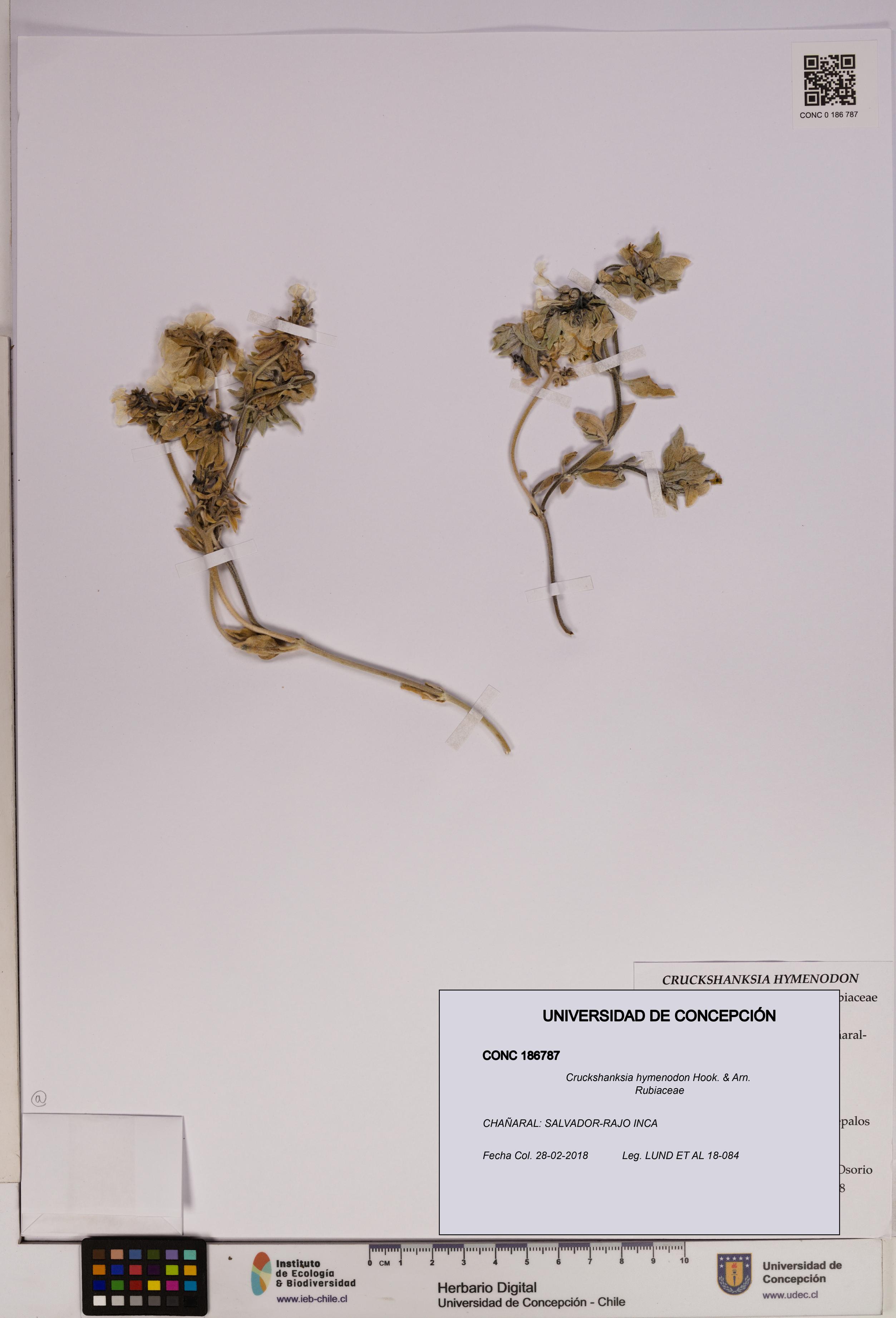 Cruckshanksia hymenodon [Espécimen: UDEC:CONC:0186787]