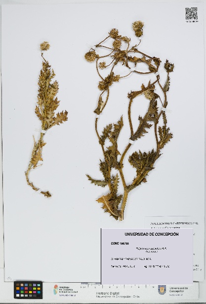 Polyachyrus carduoides [Espécimen: UDEC:CONC:0186788]