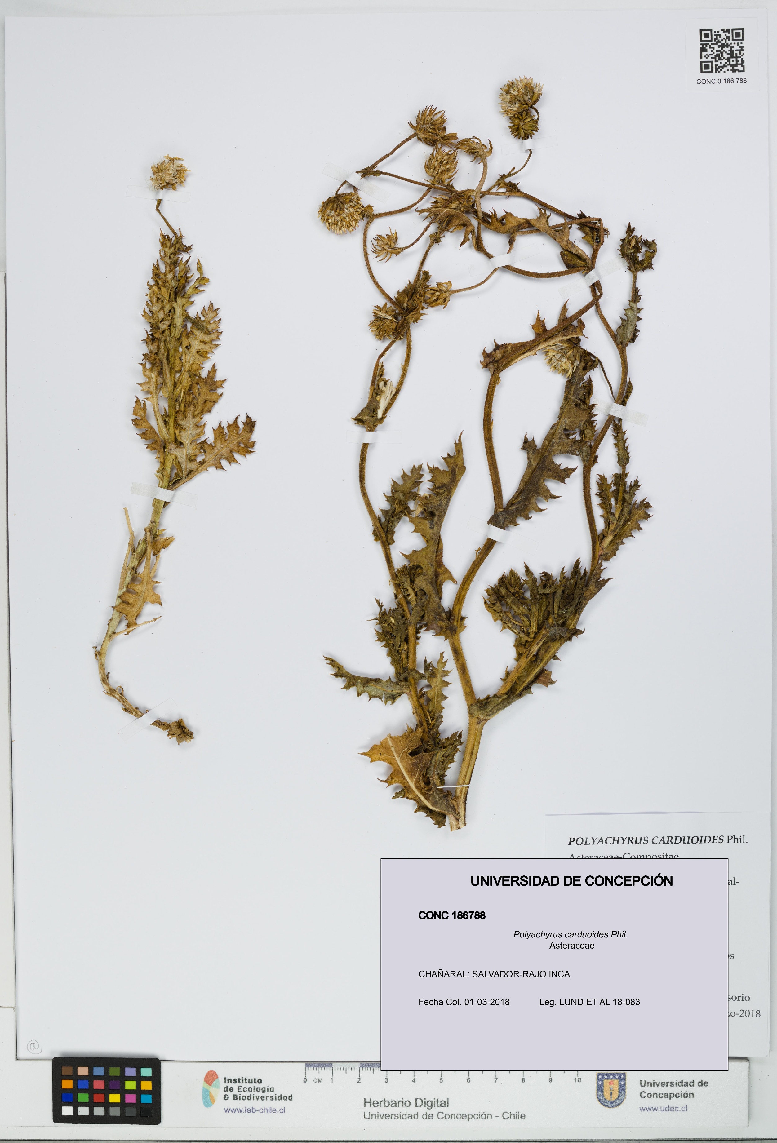 Polyachyrus carduoides [Espécimen: UDEC:CONC:0186788]