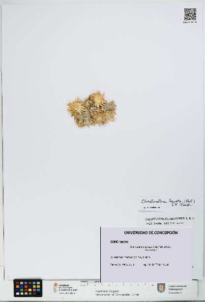 Chaetanthera lanata [Espécimen: UDEC:CONC:0186790]