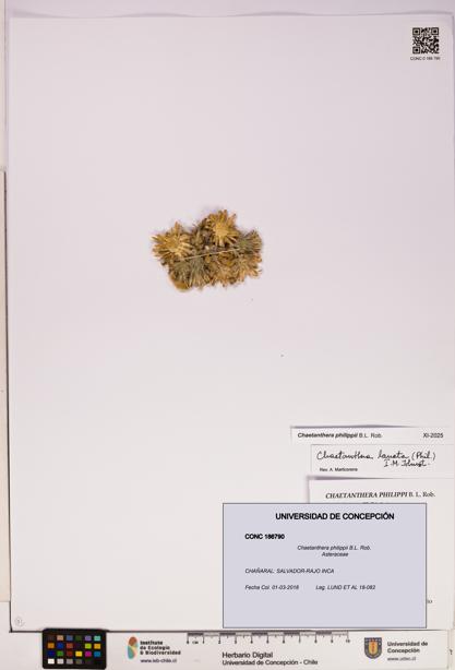 Chaetanthera philippii [Espécimen: UDEC:CONC:0186790]