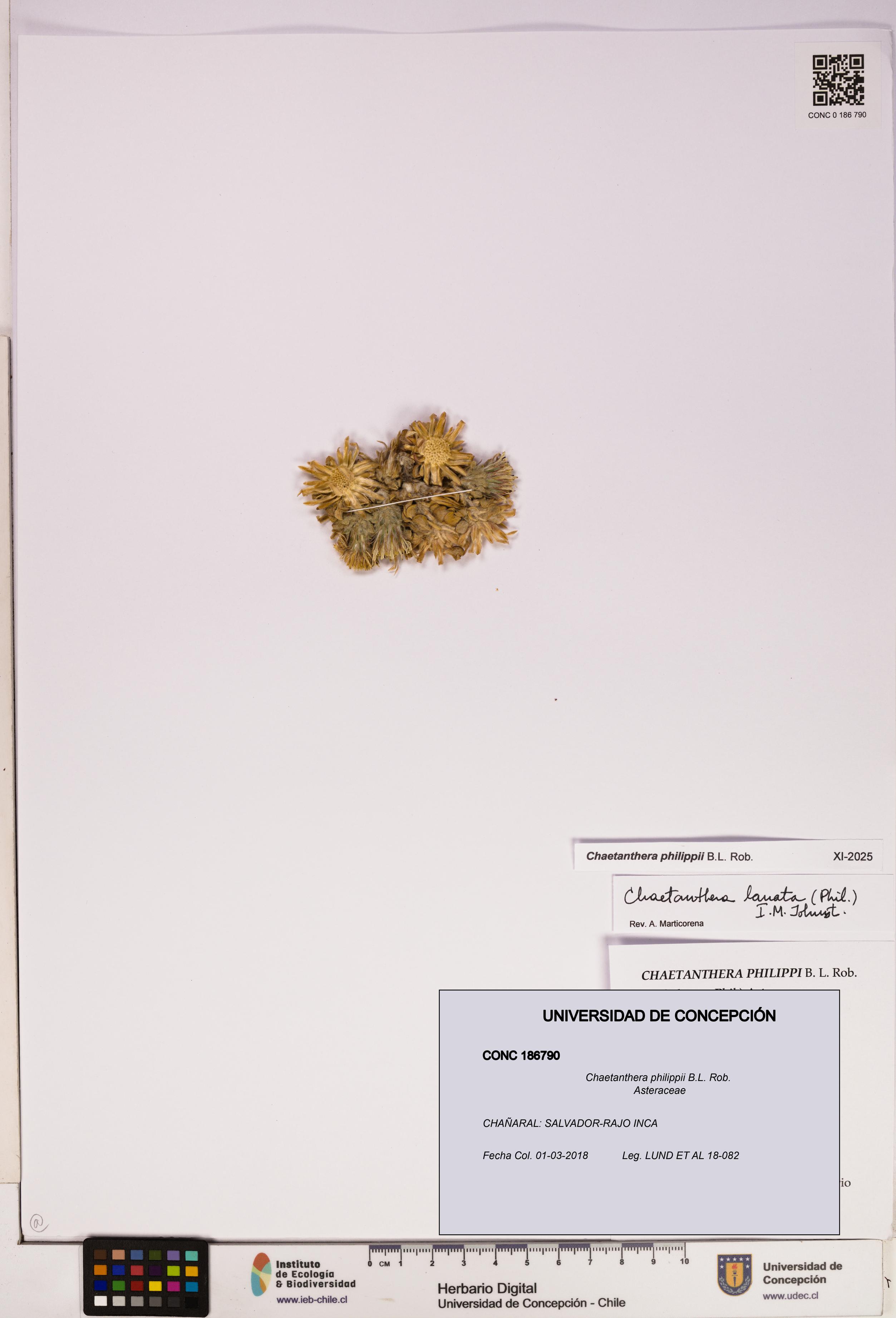 Chaetanthera philippii [Espécimen: UDEC:CONC:0186790]