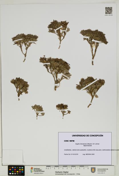 Argylia checoensis [Espécimen: UDEC:CONC:0186798]
