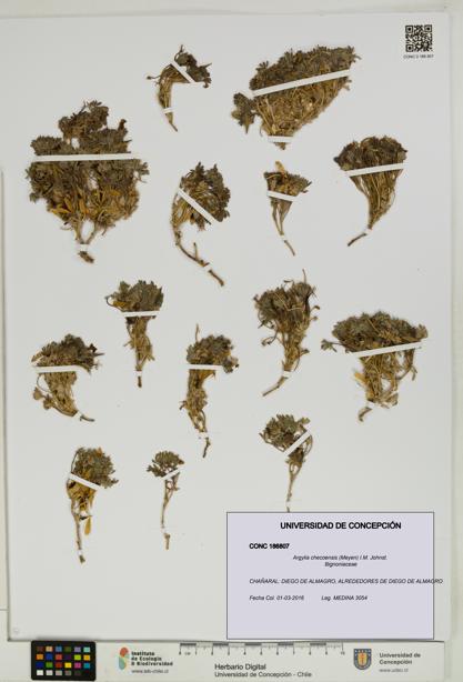Argylia checoensis [Espécimen: UDEC:CONC:0186807]