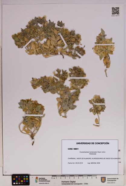 Cruckshanksia hymenodon [Espécimen: UDEC:CONC:0186811]
