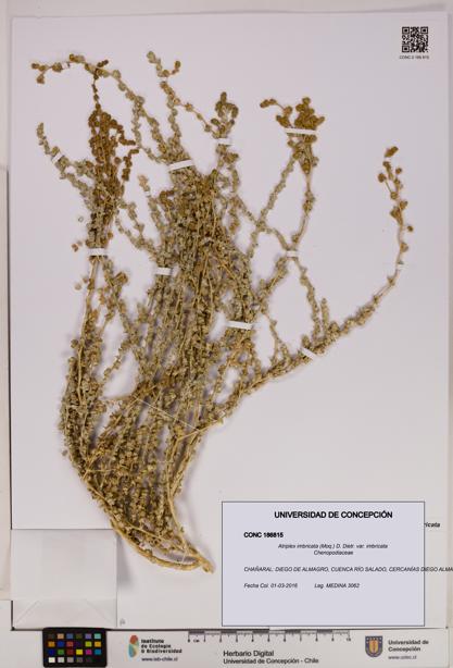 Atriplex imbricata [Espécimen: UDEC:CONC:0186815]