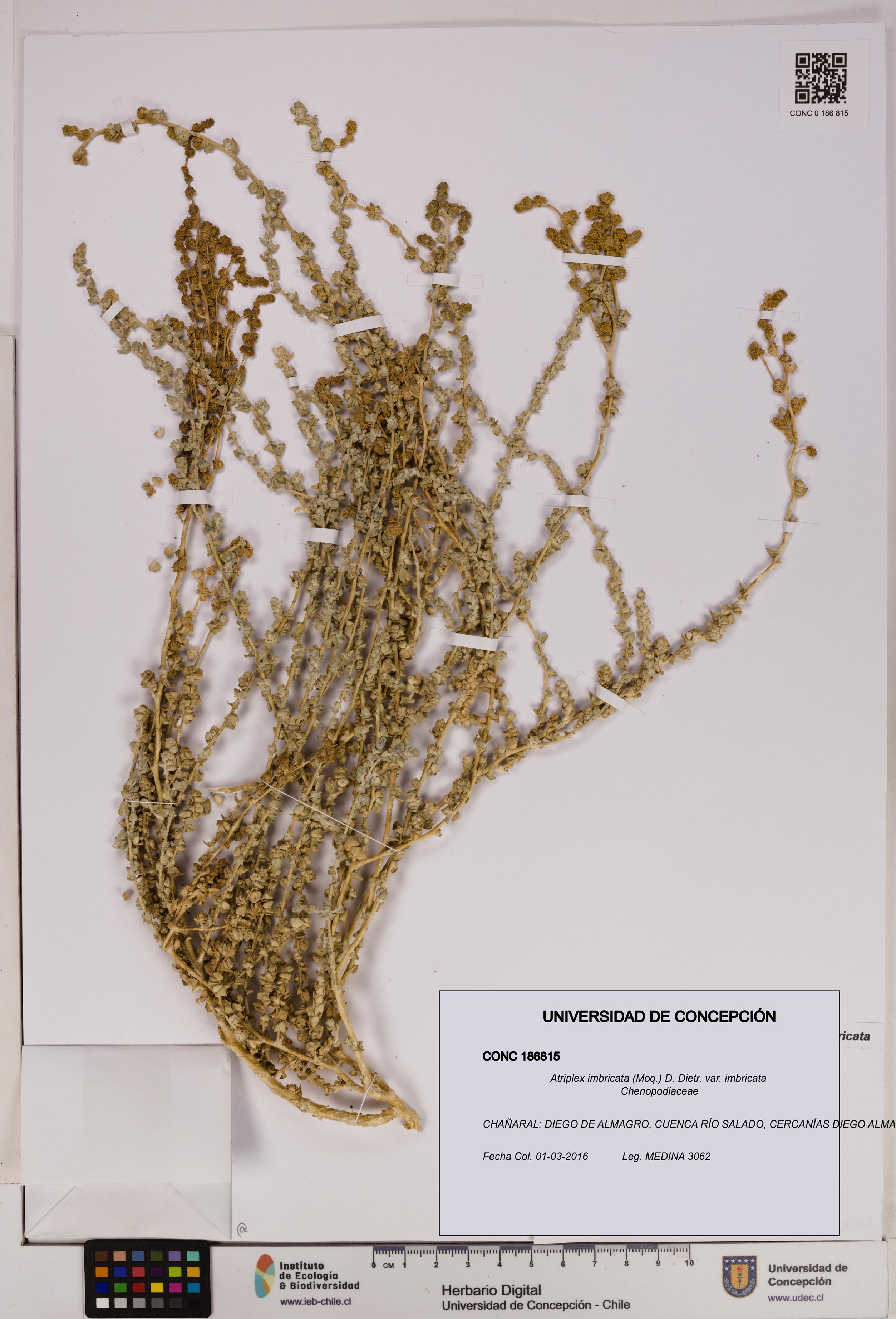 Atriplex imbricata [Espécimen: UDEC:CONC:0186815]