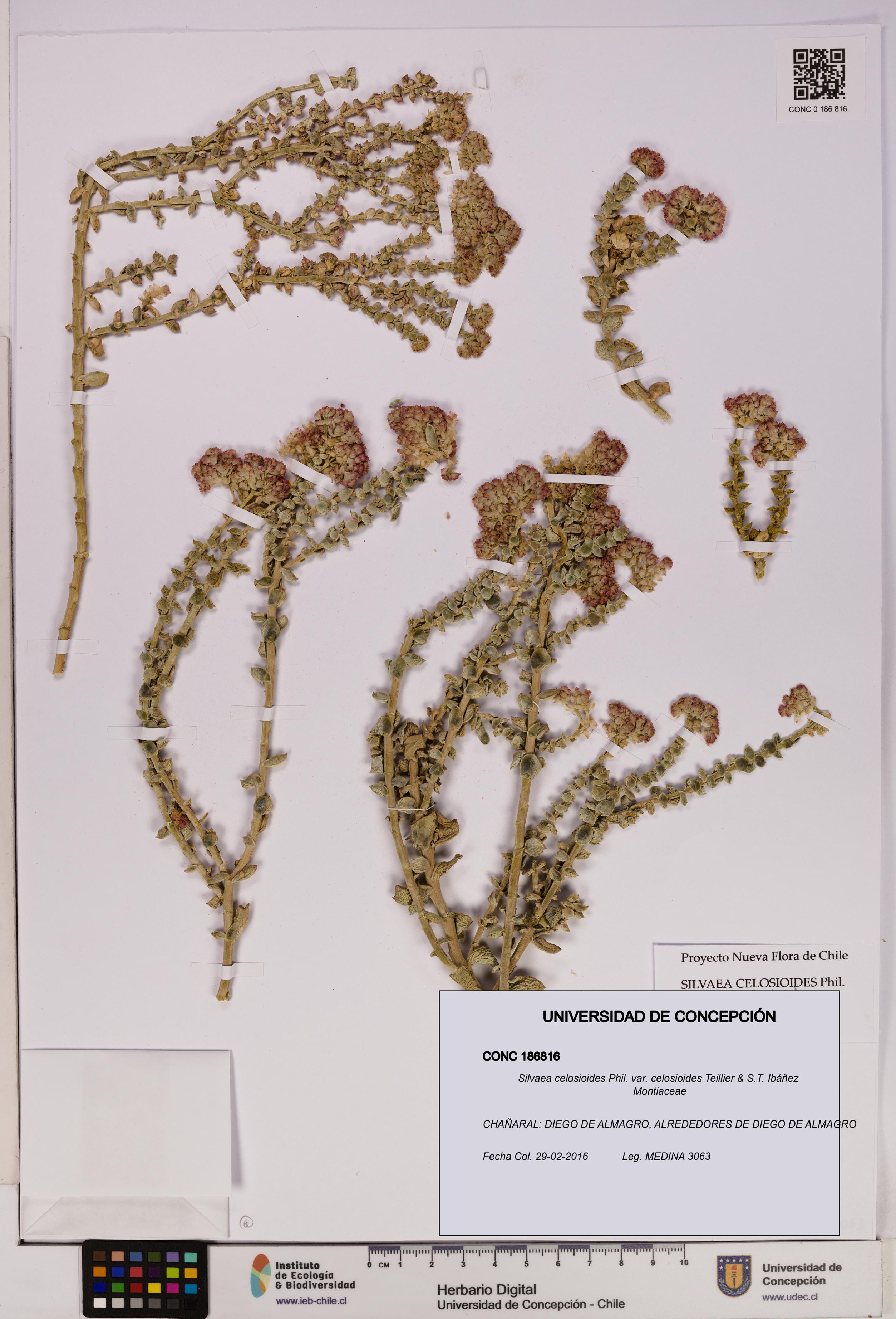 Silvaea celosioides var. celosioides [Espécimen: UDEC:CONC:0186816]
