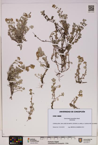 Gamochaeta serpyllifolia [Espécimen: UDEC:CONC:0186825]