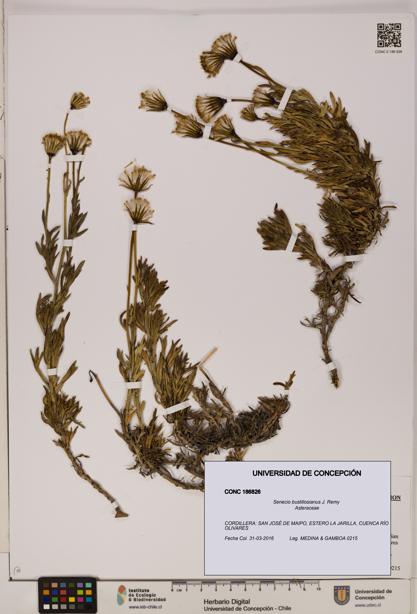 Senecio bustillosianus [Espécimen: UDEC:CONC:0186826]