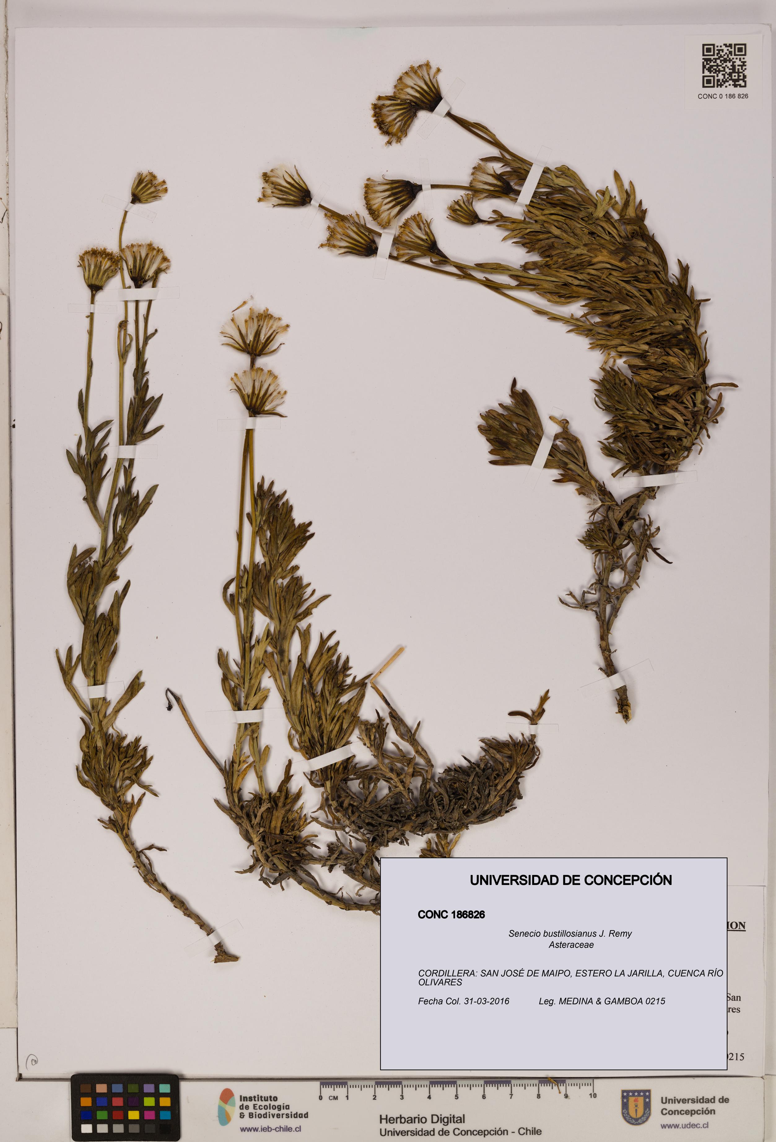 Senecio bustillosianus [Espécimen: UDEC:CONC:0186826]