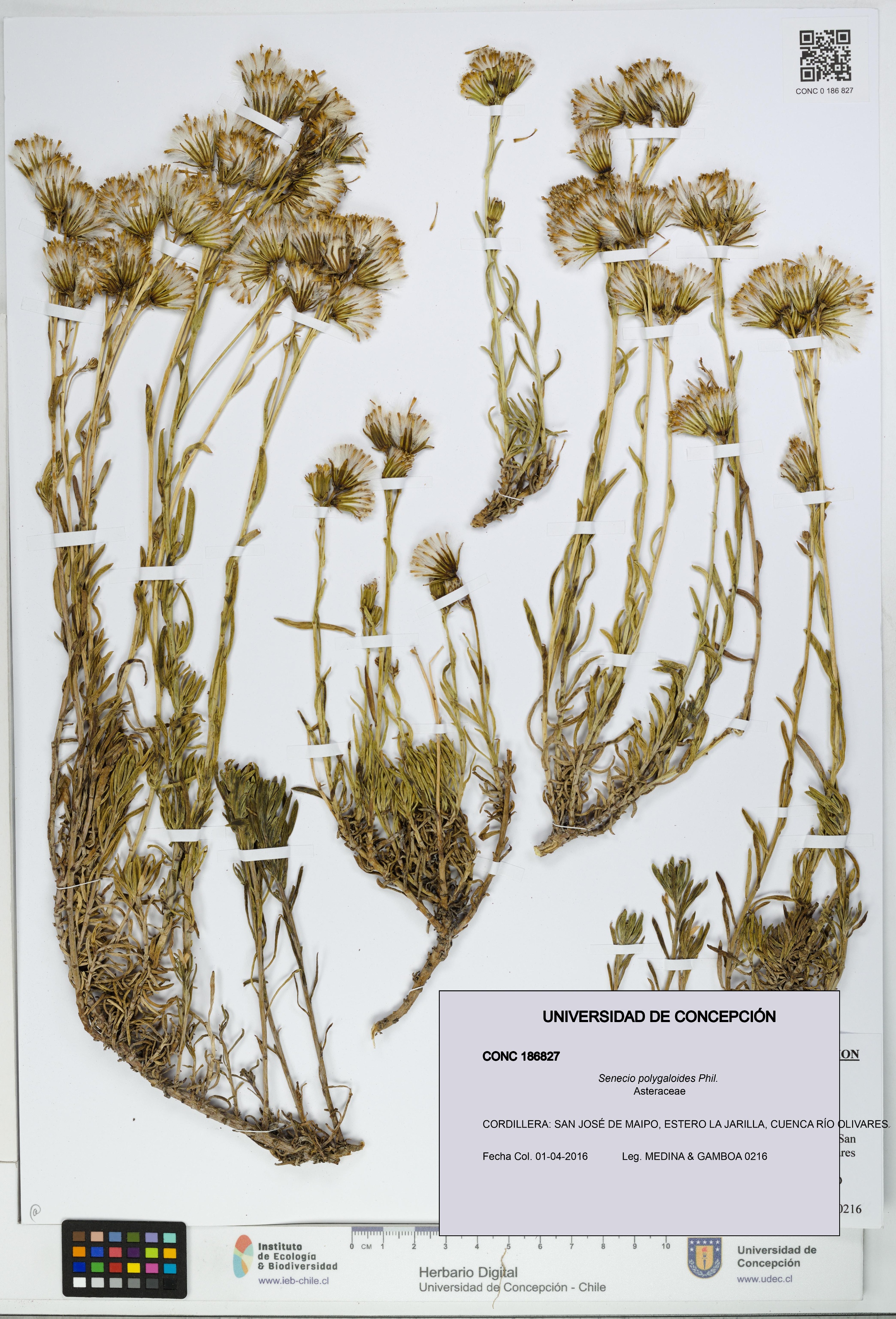 Senecio polygaloides [Espécimen: UDEC:CONC:0186827]