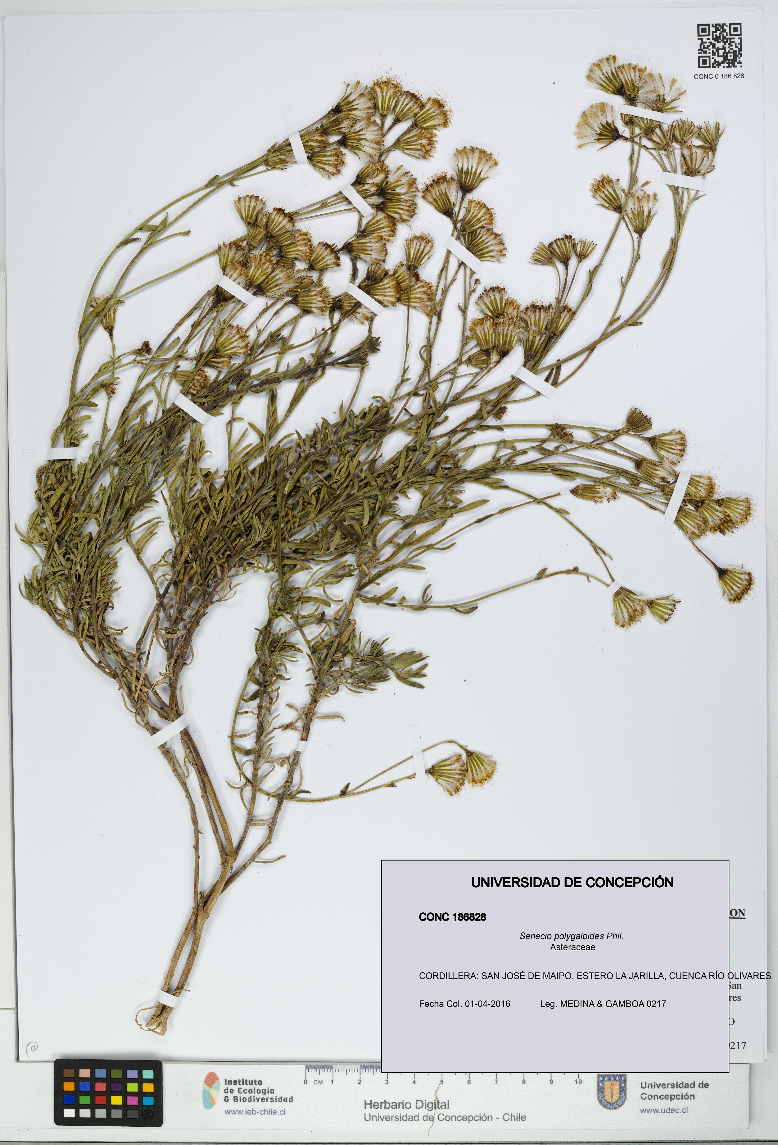 Senecio polygaloides [Espécimen: UDEC:CONC:0186828]