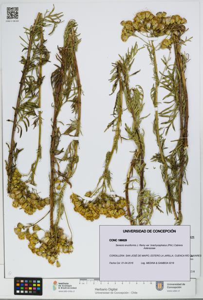 Senecio eruciformis var. brachycephalus [Espécimen: UDEC:CONC:0186829]