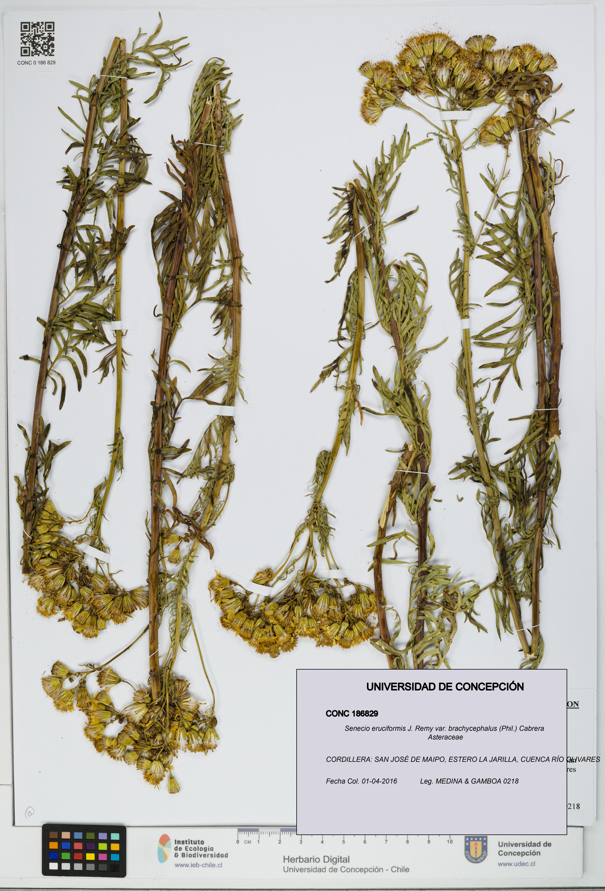 Senecio eruciformis var. brachycephalus [Espécimen: UDEC:CONC:0186829]