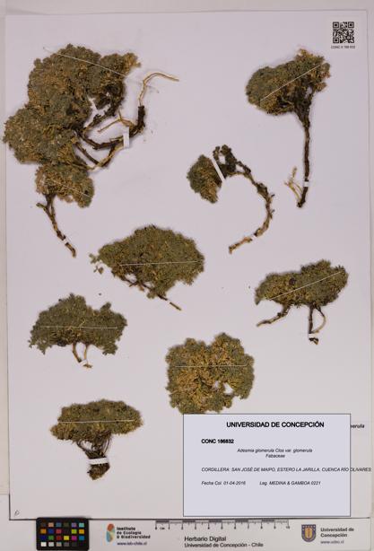 Adesmia glomerula var. glomerula [Espécimen: UDEC:CONC:0186832]