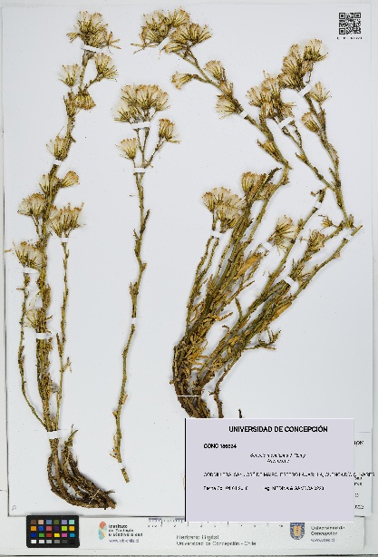 Senecio monttianus [Espécimen: UDEC:CONC:0186834]