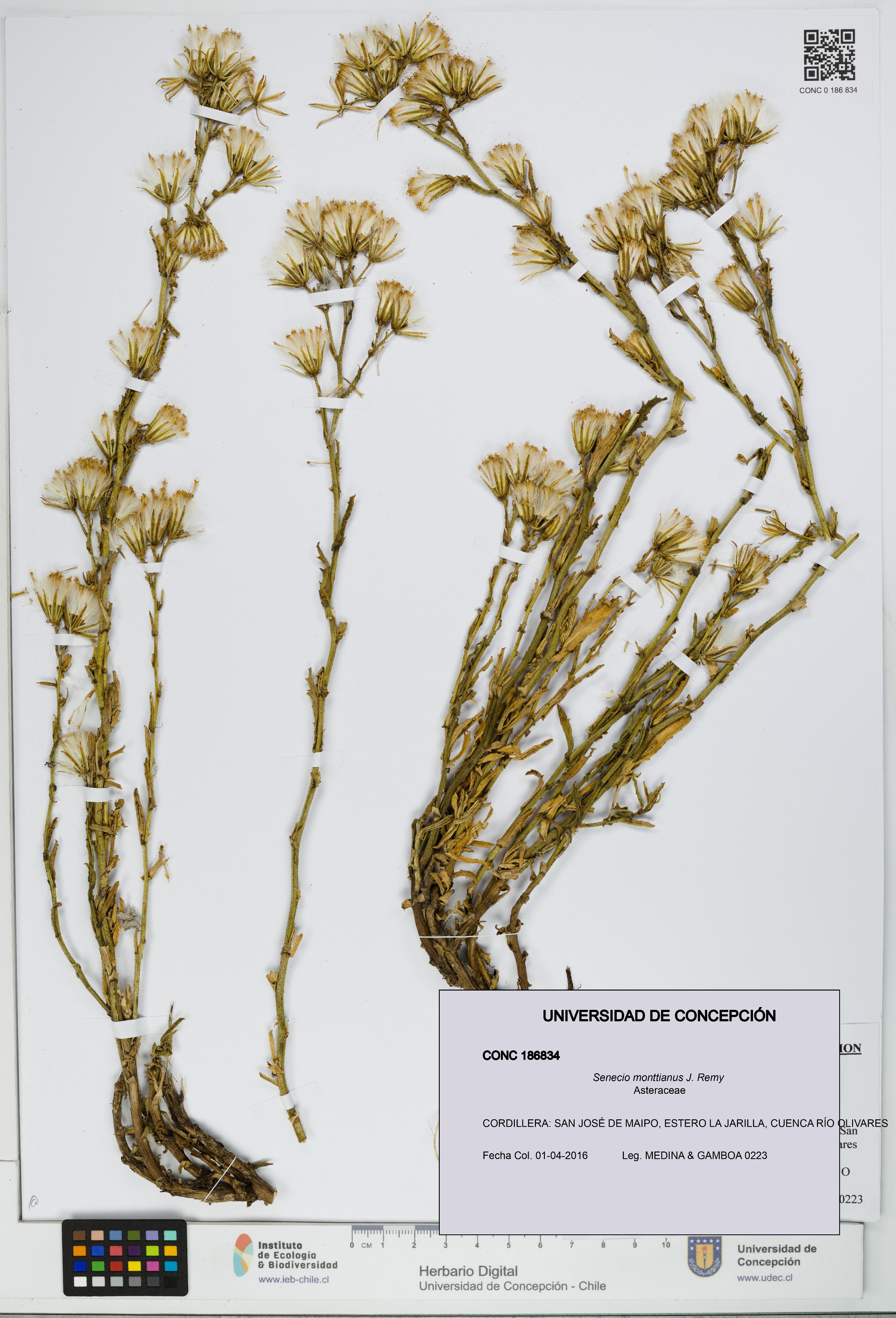 Senecio monttianus [Espécimen: UDEC:CONC:0186834]