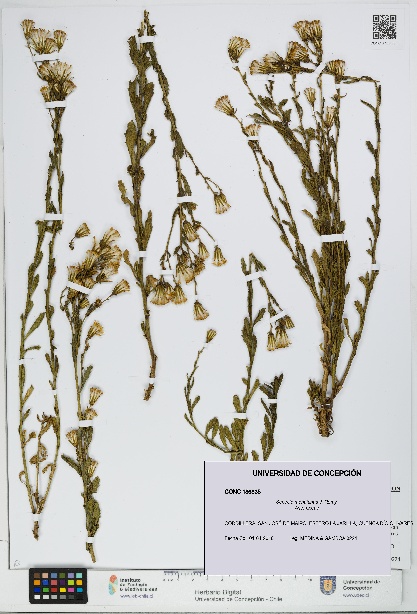 Senecio monttianus [Espécimen: UDEC:CONC:0186835]